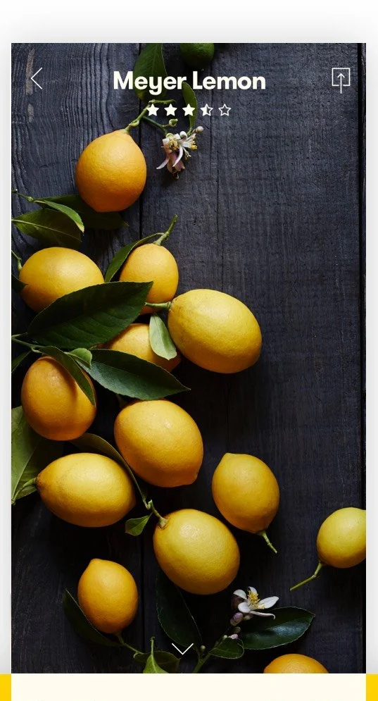 An ingredient: the Meyer lemon, with ripeness, nutrition and what to pair it with.