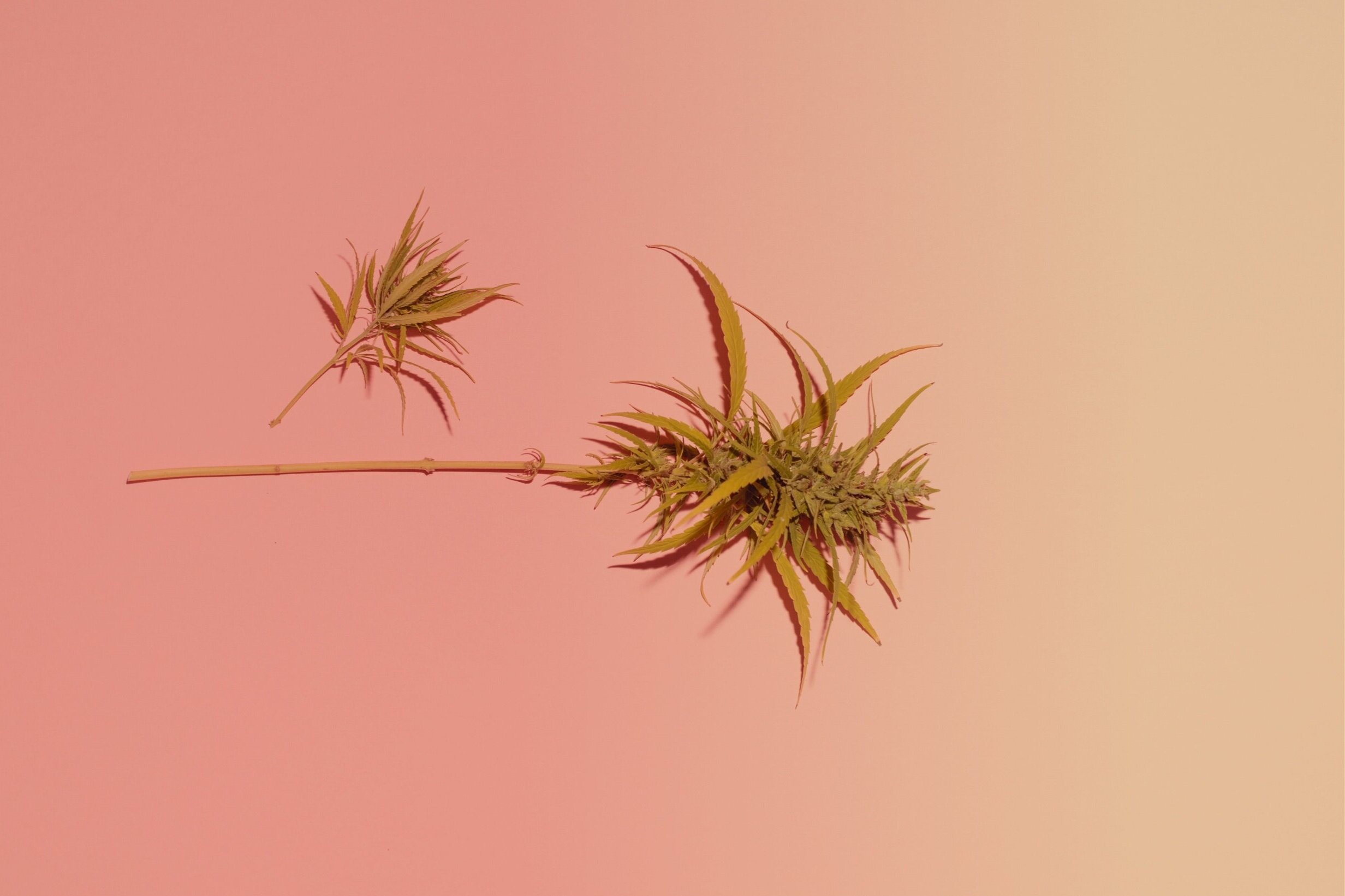 A dried cannabis leaf on a coral-to-rose gradient